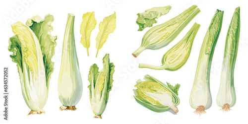 watercolor endive clipart for graphic resources photo