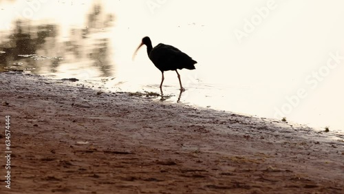 Animal Bare faced Ibis photo