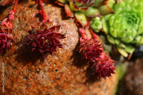 rojnik ogrodowy Sempervivum