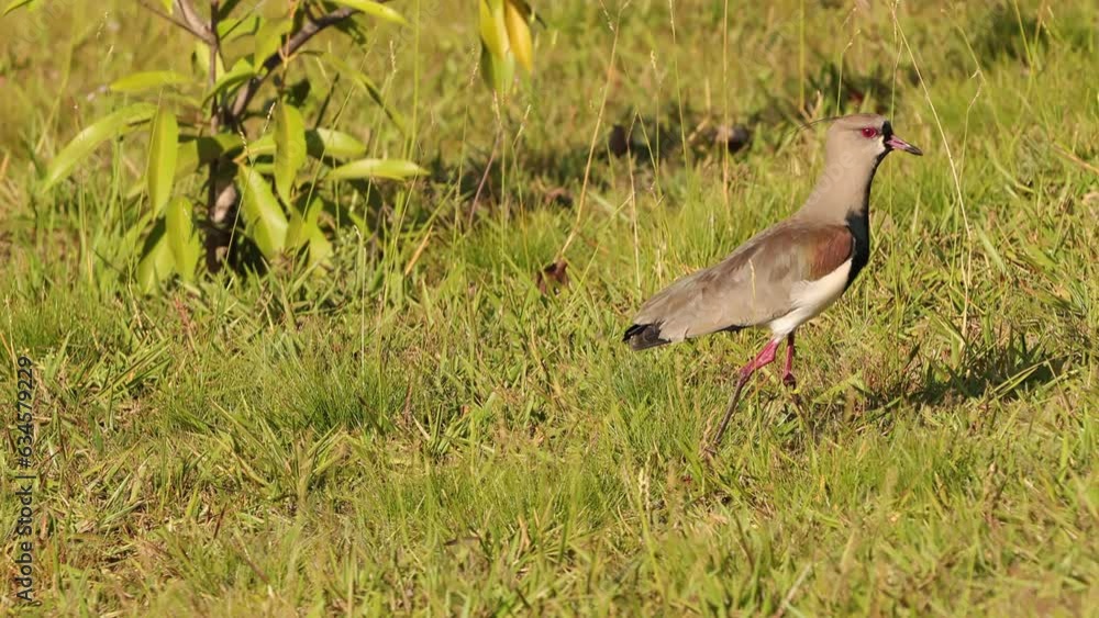 Adult Southern Lapwing Bird