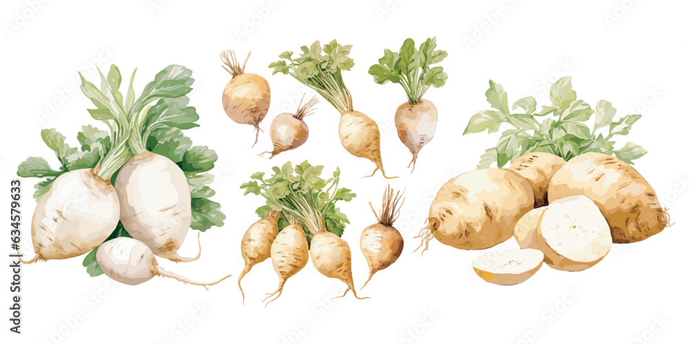 watercolor fresh jicama clipart for graphic resources Stock Vector