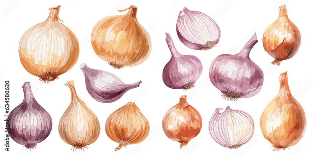 watercolor onion clipart for graphic resources - obrazy, fototapety, plakaty 