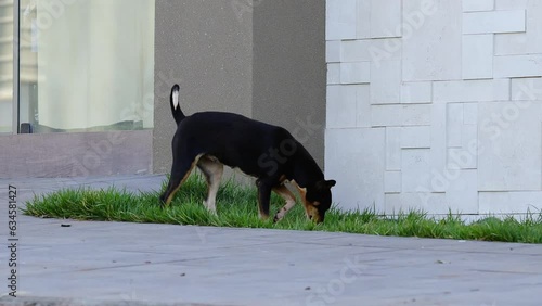 dog urinating in grass on sidewalk