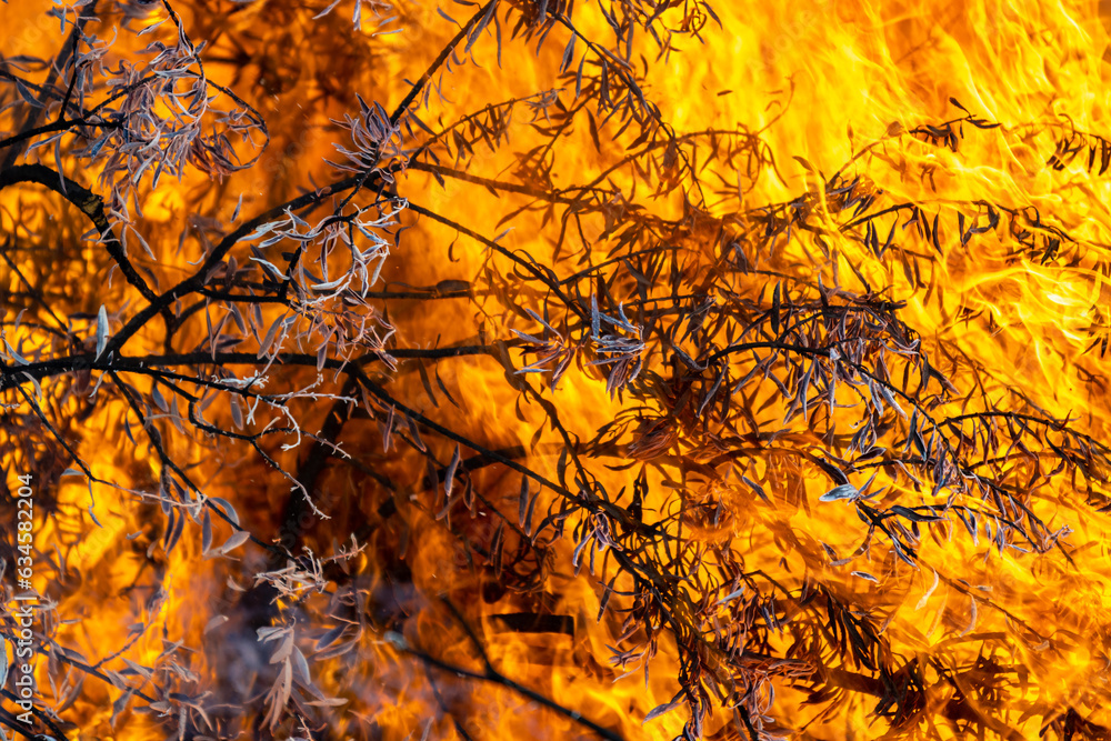 fire in the tree branches and leaves fire in the tree branches and leaves
