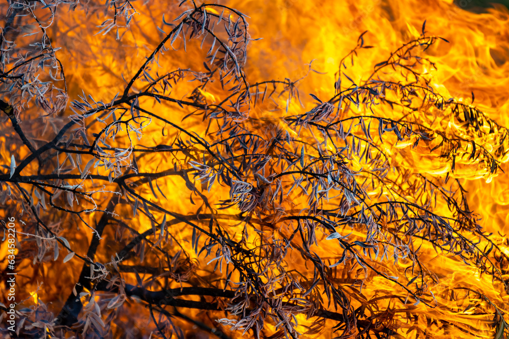 fire in the tree branches and leaves fire in the tree branches and leaves