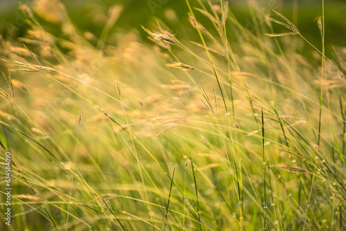Abstract natural background. Stalks of dry tall grass. Wild reeds grass close up. Countryside nature.