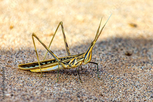 Close-up of a locust in desert, Saudi Arabia