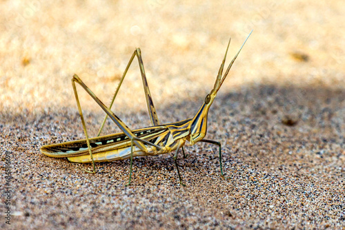 Close-up of a locust in desert, Saudi Arabia photo