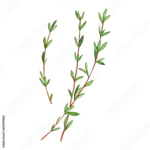 Watercolor drawing of thyme twig plant. Provencal herbs. Ingredient for food and drinks. Hand drawn.