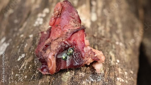 Flies Landing on Raw Meat photo