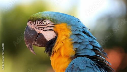 Adult Blue-and-yellow Macaw