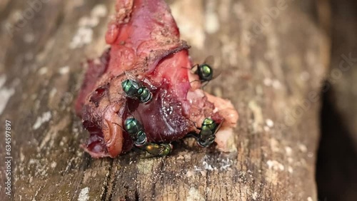 Flies Landing on Raw Meat photo