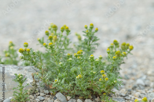Blooming wild chamomile (Matricaria discoidea).