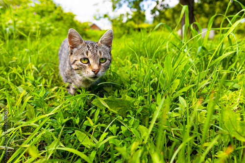 the cat walks in the green grass