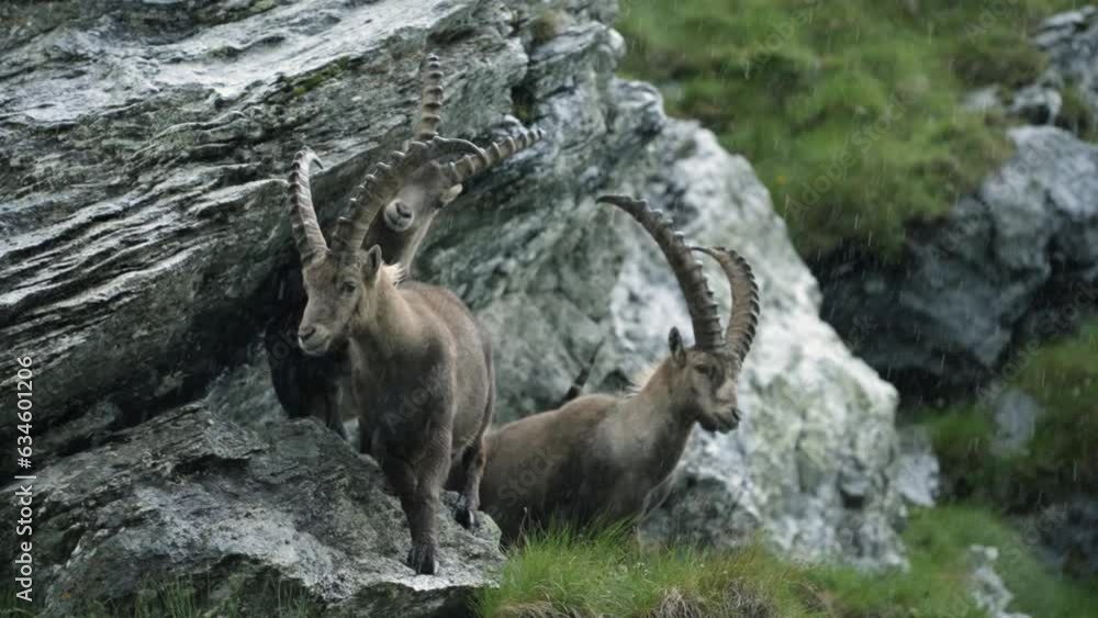 Glimpses of the wild: Majestic ibex in the Austrian Alps, a mesmerizing slow-motion ode to nature's resilience. Rain-kissed fur and crystal-clear gaze reveal the intimate beauty of a rugged habitat. Glimpses of the wild: Majestic ibex in the Austrian Alps, a mesmerizing slow-motion ode to nature's resilience. Rain-kissed fur and crystal-clear gaze reveal the intimate beauty of a rugged habitat.