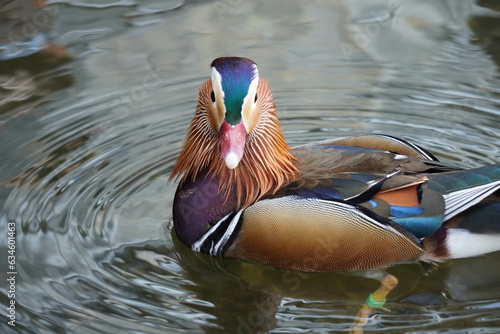 Wallpaper Mural オシドリ
英名：Mandarin Duck
学名：Aix galericulata
分類：カモ目　カモ科 Torontodigital.ca