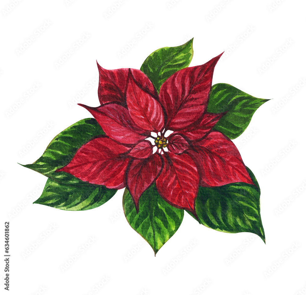 Christmas plant poinsettia painted watercolor. Red flower on a white background symbol of the new year and Christmas with green petals. Design and decoration for postcards, invitations, stick, poster.