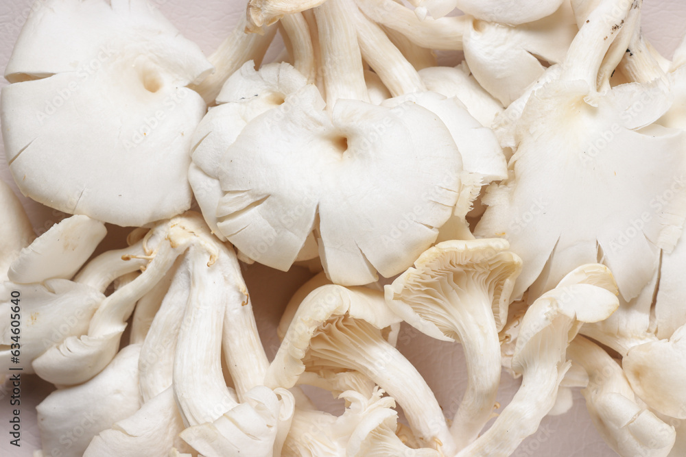 White Oyster Mushroom Ready to Cook in the Kitchen White Oyster Mushroom Ready to Cook in the Kitchen