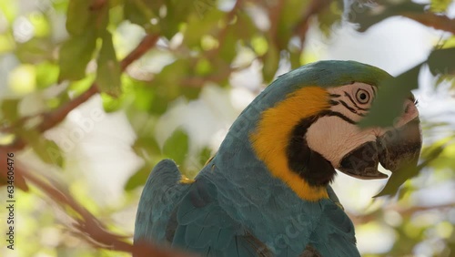 Adult Blue and yellow Macaw