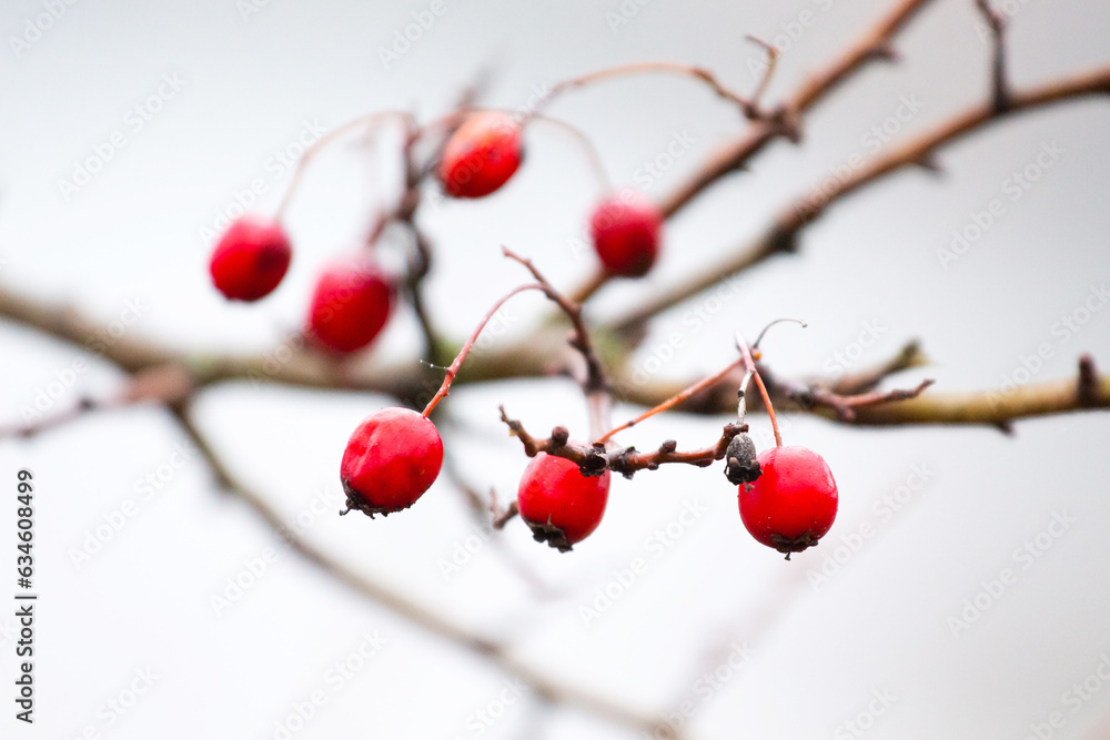 Hawthorn branch with red berries on a light background Hawthorn branch with red berries on a light background