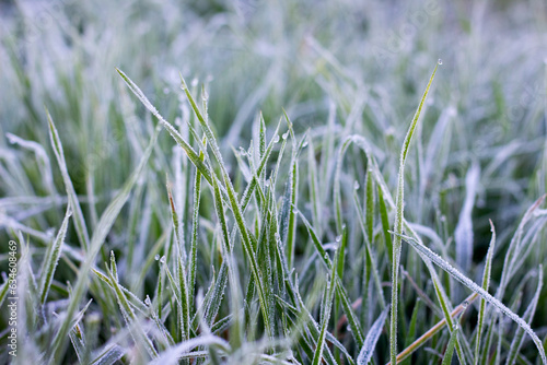 Frost-covered grass in early winter, winter background