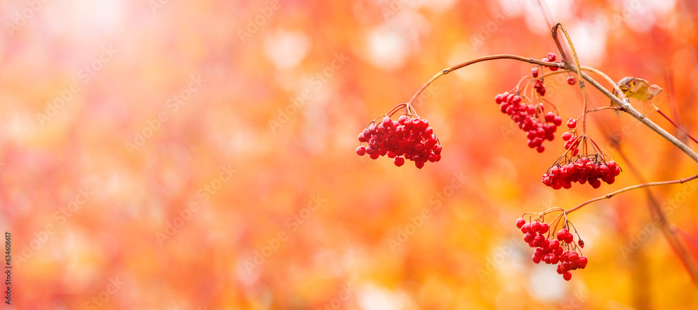 Viburnum branch with red berries on orange blurred background, copy space Viburnum branch with red berries on orange blurred background, copy space