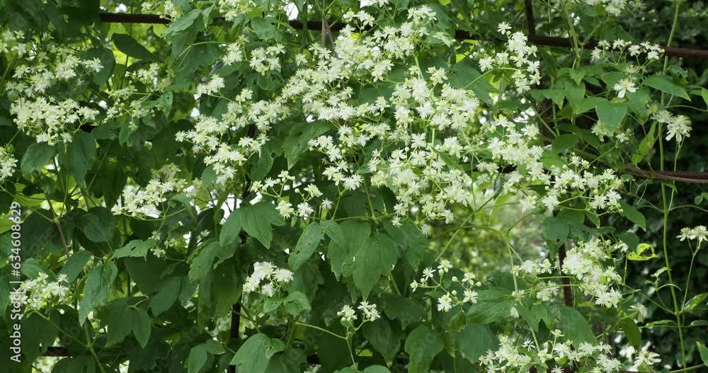 Clématites Paul Farges ' Summersnow' (Clematis fargesii) à floraison généreuse de fleurs étoilées blanches et solitaires avec de longues étamines jaunes sur tiges volubiles au feuillage vert tendre Clématites Paul Farges ' Summersnow' (Clematis fargesii) à floraison généreuse de fleurs étoilées blanches et solitaires avec de longues étamines jaunes sur tiges volubiles au feuillage vert tendre