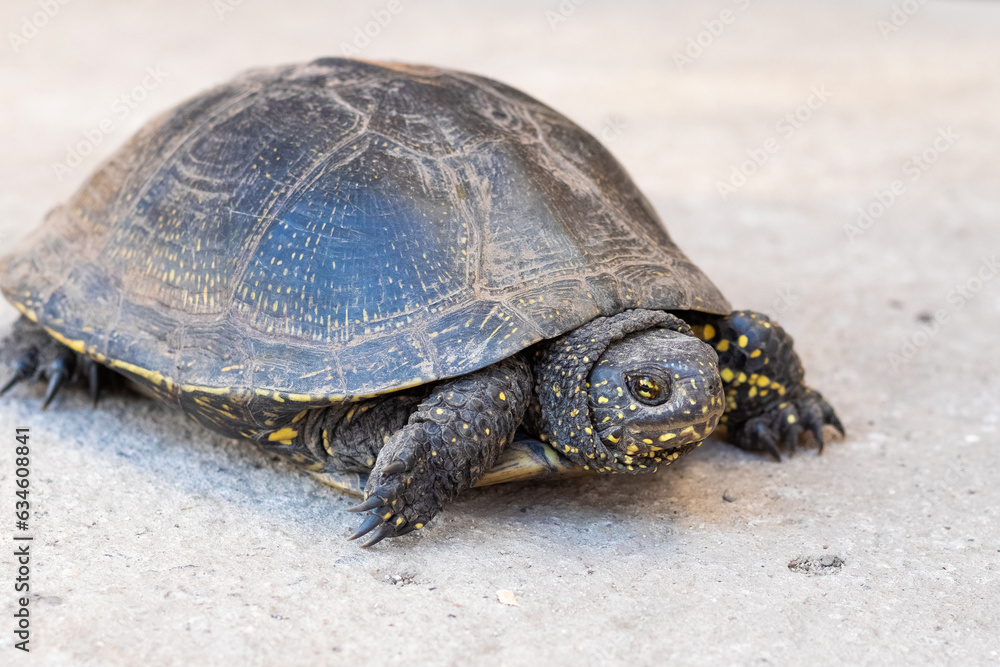 Turtle on asphalt, turtle on light background
