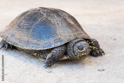 Turtle on asphalt, turtle on light background © Volodymyr