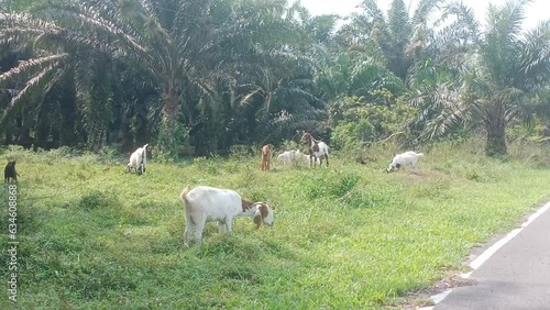  goats grazing in the field in Malaysia, south east asia
 photo