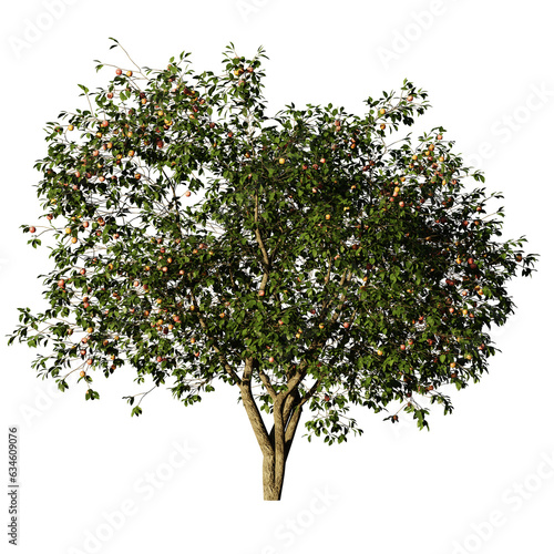 apple tree, Malus domestica, isolated on transparent background 