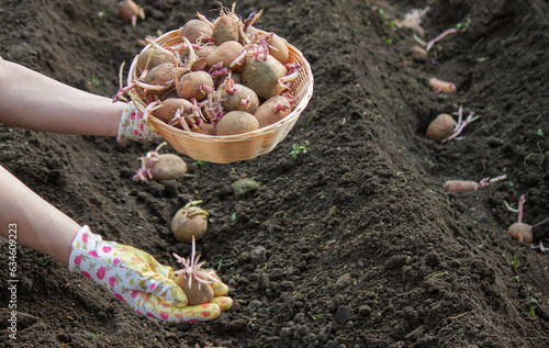 planting potatoes in spring, farm potatoes in hands. Selective focus.