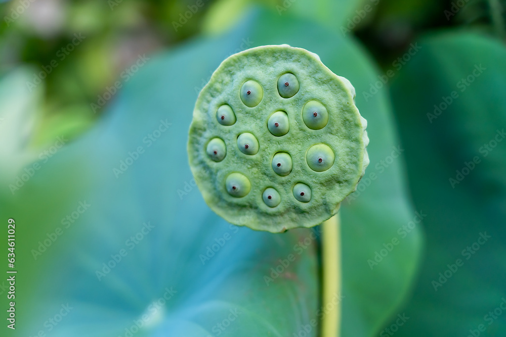 Pod of many lotus seeds in a garden lotus pod with green leaves on the background of nature. Pod of many lotus seeds in a garden lotus pod with green leaves on the background of nature.