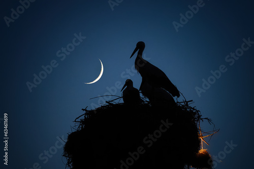 Moon  night sky and storks family in nest. Stork and newborn baby chicks