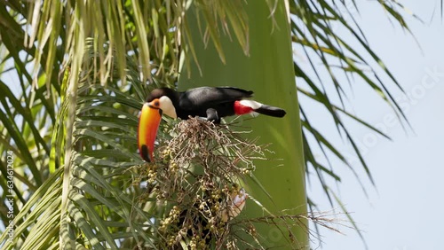 adult toco toucan