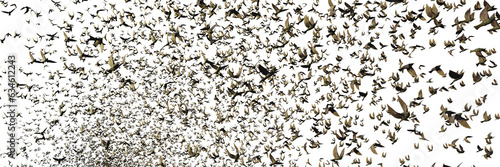 starlings, migrating birds isolated on transparent background banner 
