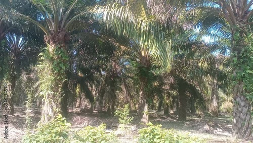   palm oil trees in a plantation in kluang, johor,  in Malaysia
