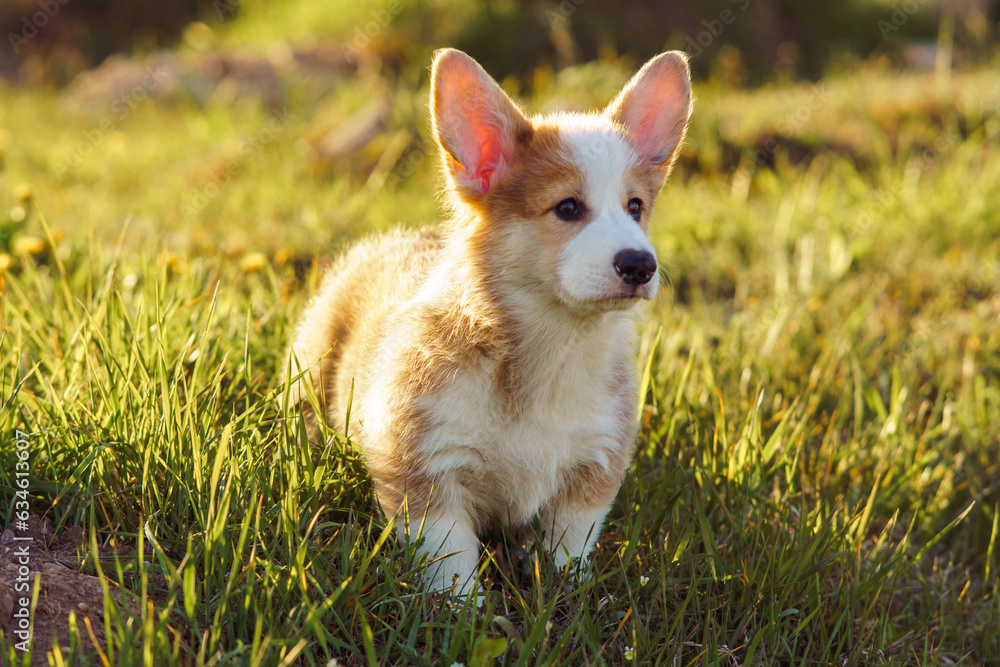 Friendly red-white Corgi walking on verdant grass on bright summer day. Short dog with big ears staring straight ahead.