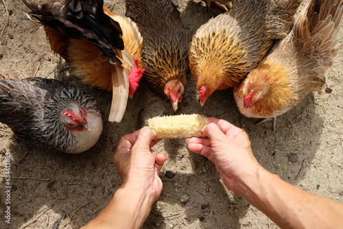 It's time to feed the bantam flock.
