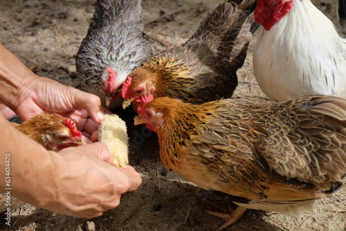 It's time to feed the bantam flock.