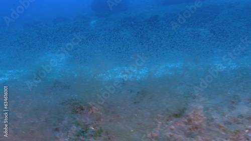 Underwater scene - Very little fish and krill at the Mediterranean seabed