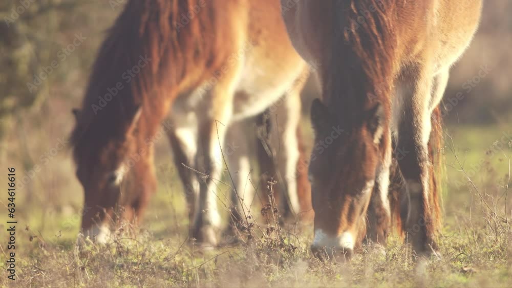 Sunlit wild exmoor pony horses herd in late autumn nature habitat in Milovice, Czech republic. Protected animals considered as horse ancestor maintain the environment of steppe landscape. Sunlit wild exmoor pony horses herd in late autumn nature habitat in Milovice, Czech republic. Protected animals considered as horse ancestor maintain the environment of steppe landscape.
