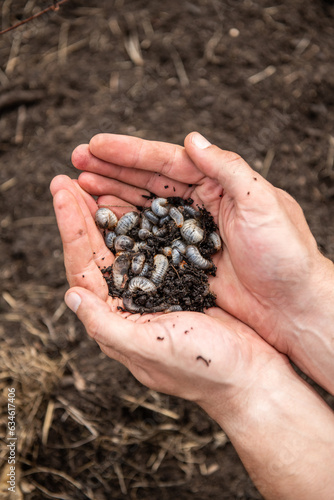 Larven von Rosenkäfer ausgraben, Engerlinge im Gartenbeet entfernen 