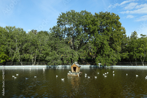 Lake in the park with birds, summer