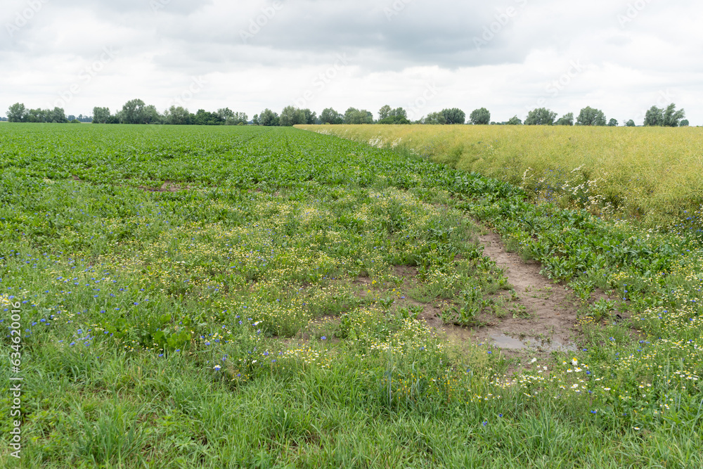 Sugar Beet Field, Turnips, Rutabagas, Young Beets Leaves, Sugar Beet Agriculture Landscape Sugar Beet Field, Turnips, Rutabagas, Young Beets Leaves, Sugar Beet Agriculture Landscape