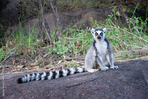 The ring-tailed lemur (Lemur catta), Andringitra National Park, Madagascar 