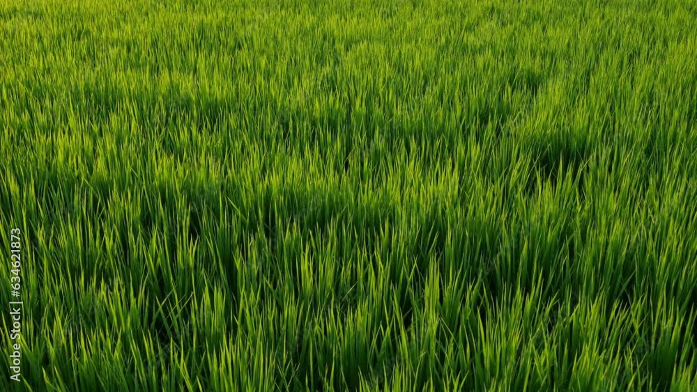 Nature green rice plant leaves on the rice fields Nature green rice plant leaves on the rice fields