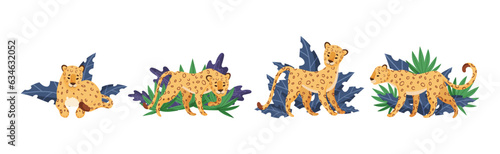 Spotted Leopard or Jaguar with Yellow Skin Among Tropical Leaves Vector Set