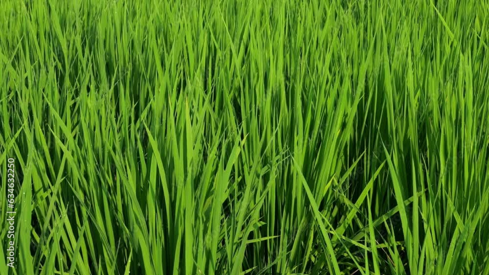 Nature green rice plant leaves on the rice fields Nature green rice plant leaves on the rice fields