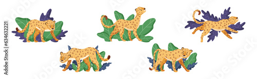 Spotted Leopard or Jaguar with Yellow Skin Among Tropical Leaves Vector Set